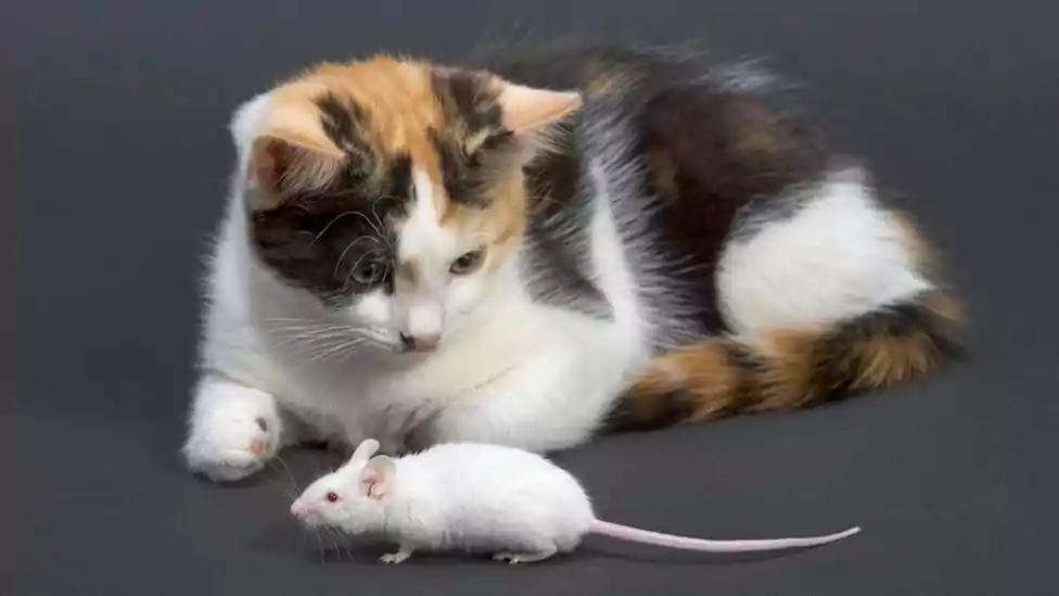 Mơ thấy chuột là điềm lành hay dữ? Đánh số gì thì tốt?